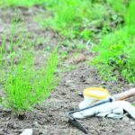 地下茎の深い雑草対策！雑草の種類や効果的な草刈り・除草法を解説！